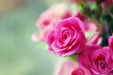 Beautiful pink roses close up
