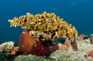 Fototapeta premium cabo pulmo reef