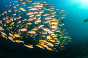 Fototapeta premium grunts and snappers from the sea of cortez