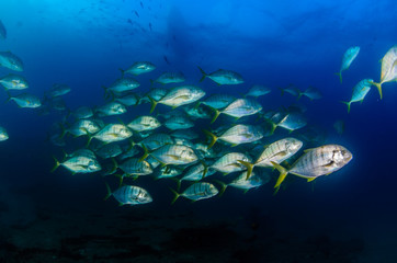 Fototapeta na wymiar Cabo pulmo silver fish