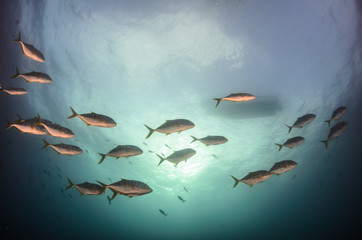 Fototapeta premium Cabo pulmo silver fish