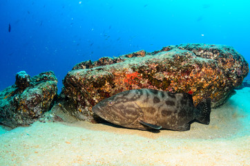 Fototapeta premium grouper, sea of cortez