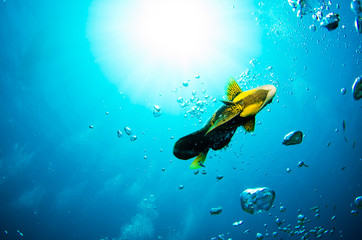 Fototapeta premium Cabo pulmo reef fishes.
