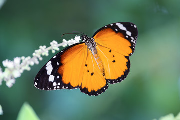 Plain tiger butterfly
