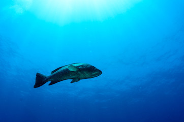 Fototapeta premium grouper, sea of cortez