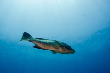 grouper, sea of cortez