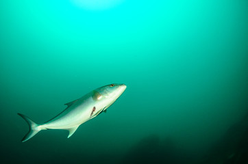 Cabo pulmo silver fish