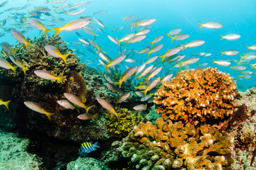 Obraz premium cabo pulmo reef