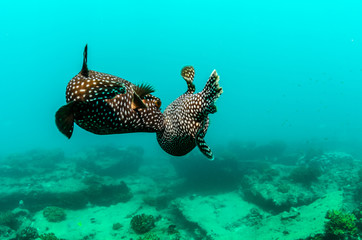 Fototapeta premium Cabo pulmo reef fishes.