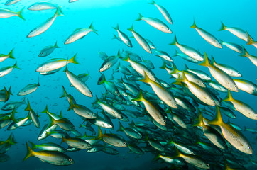 Fototapeta na wymiar Cabo pulmo reef fishes.