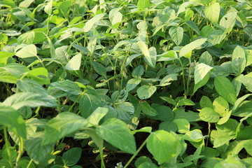 green soybean plants