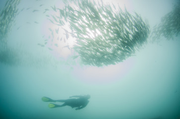 trevally school from the sea of cortez