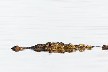 Fototapeta premium American crocodile.