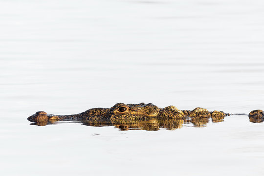 American crocodile.