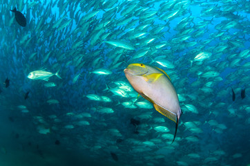 Fototapeta na wymiar surgeonfish,sea of cortez