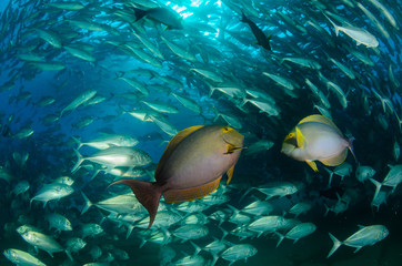 Fototapeta premium surgeonfish,sea of cortez
