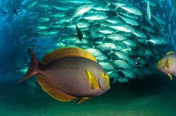 Fototapeta premium surgeonfish,sea of cortez