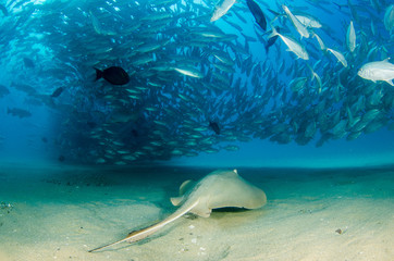trevally school from the sea of cortez