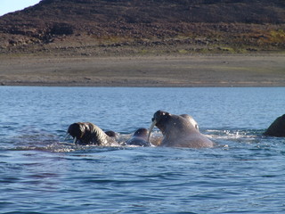 Fototapeta premium Group of walrus