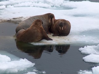 Group of walrus
