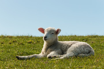 Fototapeta premium lamb resting on grass