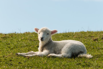 Fototapeta premium lamb lying on grass
