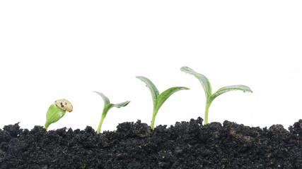 Growing plants