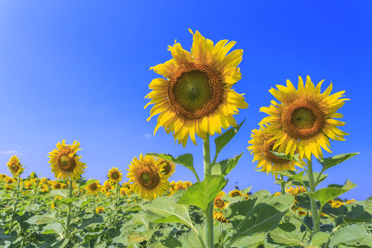 Beautiful sunflowers in the field over blue sky.