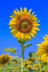 Beautiful sunflowers in the field over blue sky.