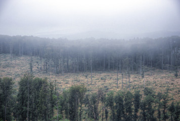 Fototapeta premium Foggy Forest