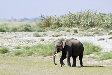 Fototapeta premium Asian elephant in Bardia, Nepal