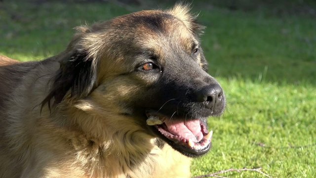 Hund mit Knochen