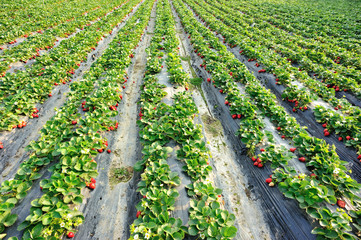 strawberry field