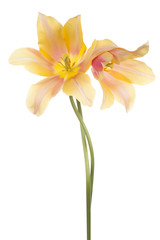 Fototapeta na wymiar tulip