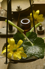 Ranunculus ficaria Lesser celandine Ranuncolo favagello