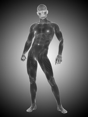 Conceptual wireframe human anatomy