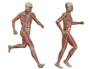 3D human man anatomy isolated