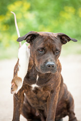 Obraz premium Rat jumping off a head of american staffordshire terrier dog