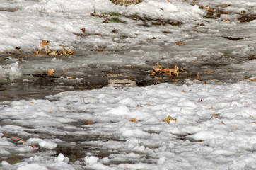 Snow melting in the beginning of the spring