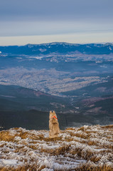 husky dog in mountains