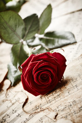Red rose