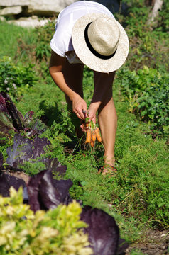 jardinage - récolte de carottes