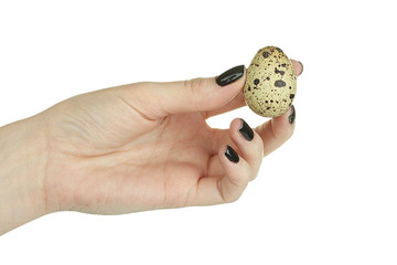 quail egg in the hand isolated