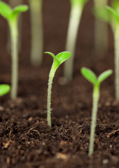 Green seedling