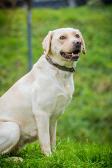 Lieber Labrador