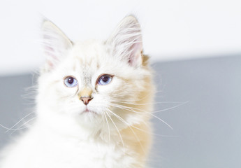 puppy of siberian breed, white neva masquerade