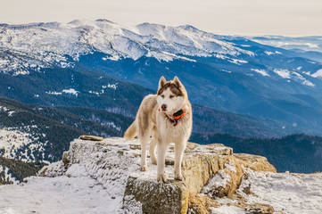 husky dog in mountains