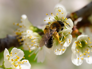 bee summer flower Apple