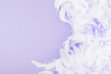 Purple background with feathers
