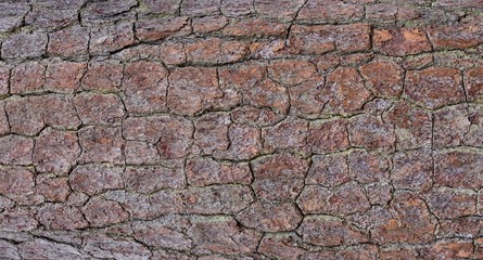 Closeup of Pine Bark Background